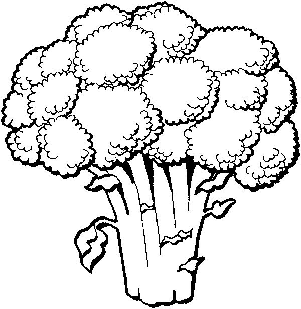 Broccoli cauliflower simple drawing