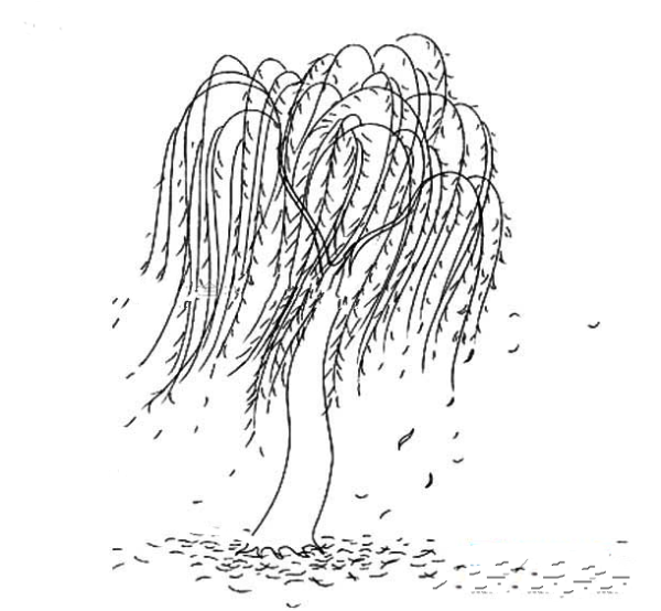 Simple picture of wind blowing willow tree