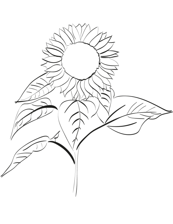 How to Draw a Sunflower