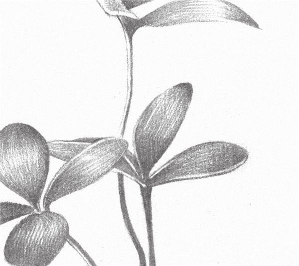 Sketch drawing techniques of four-leaf clover