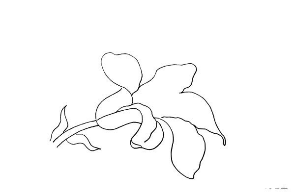 How to draw lilies