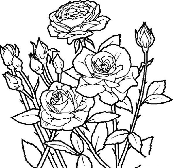 A complete collection of flower drawing methods. Simple drawing methods of roses with thorns.