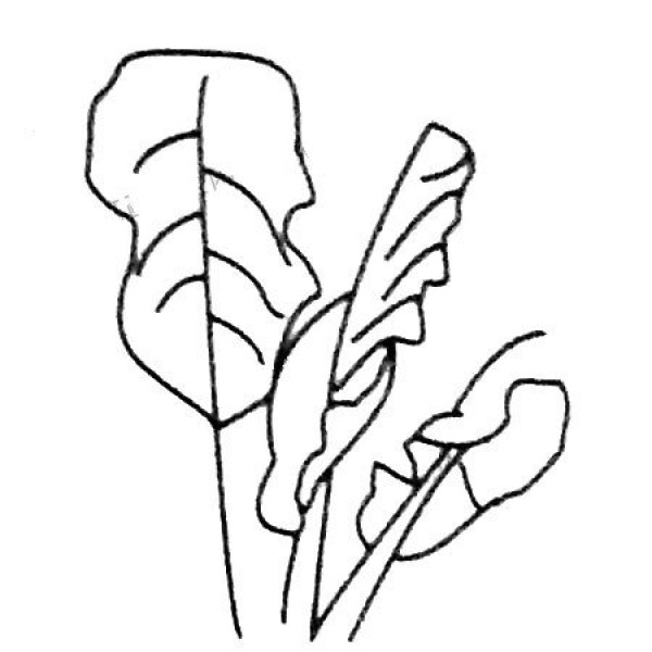 Complete picture of simple strokes of banana tree leaves