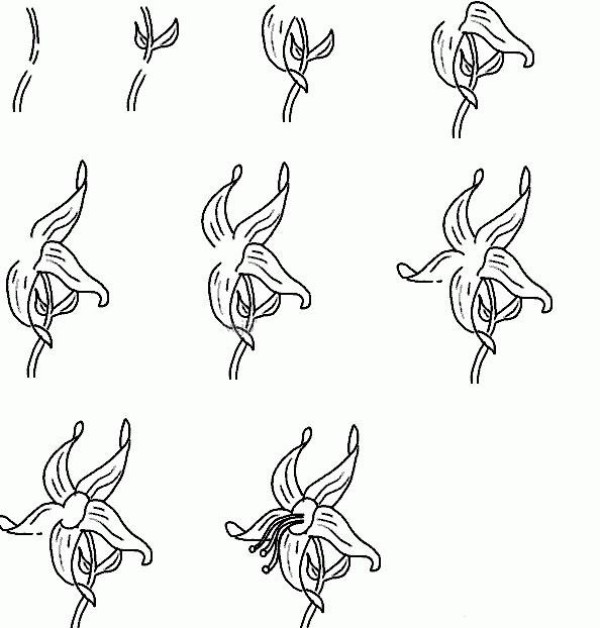 Simple drawing tutorial of blooming lily