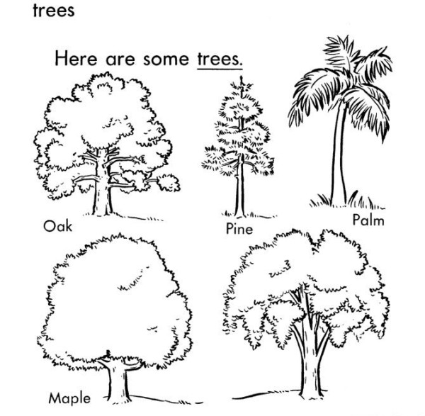 Simple drawing pictures of five kinds of big trees