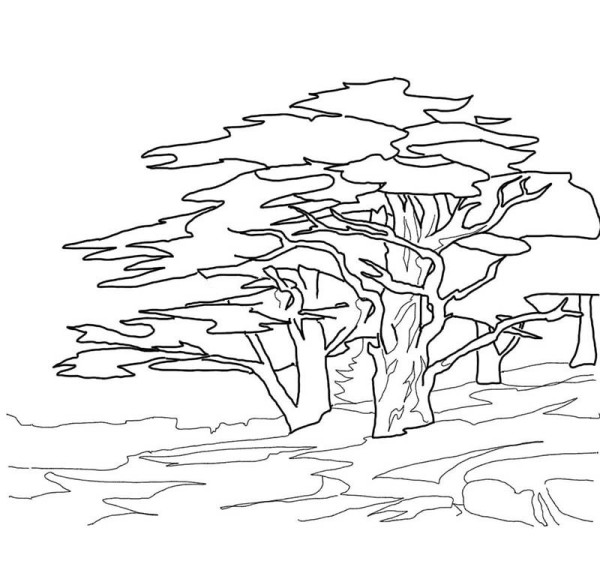 How to draw cedar tree