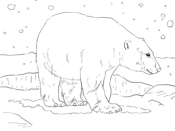 Polar bear in the snow