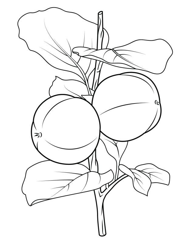 How to draw a persimmon