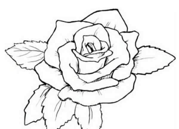 Charming rose simple strokes