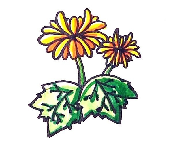 Learn to draw beautiful chrysanthemums in simple strokes