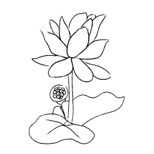 How to draw flowers, simple drawing pictures of lotus