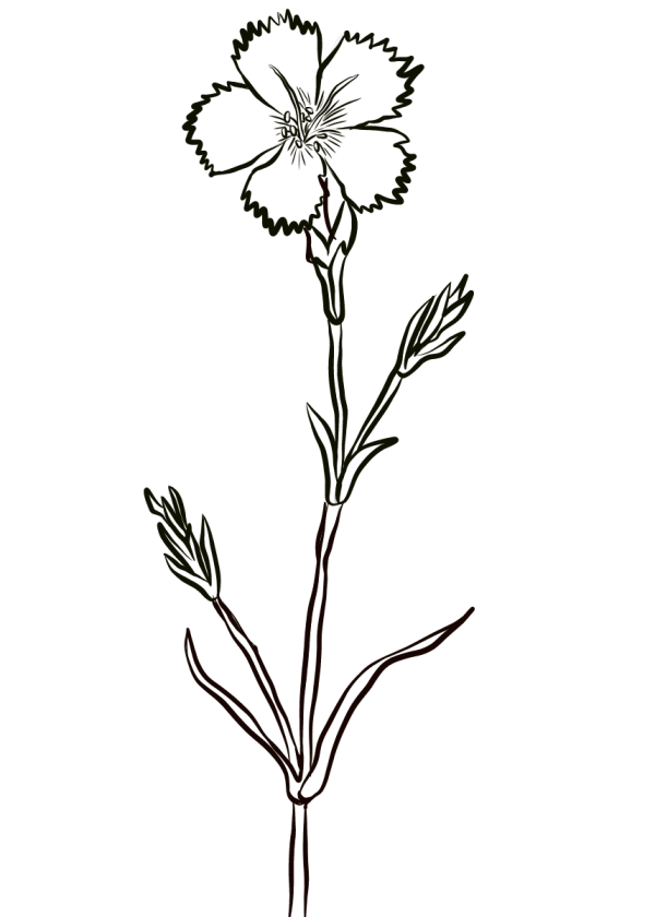 Simple drawing method of carnation