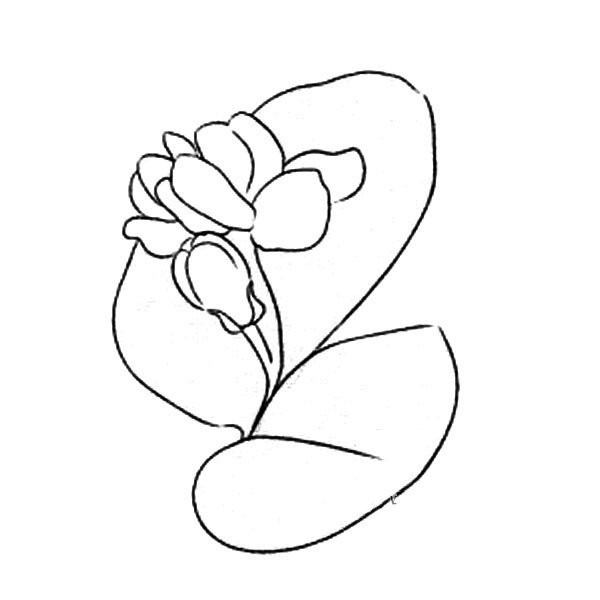 How to draw flowers, simple drawing pictures of jasmine flowers