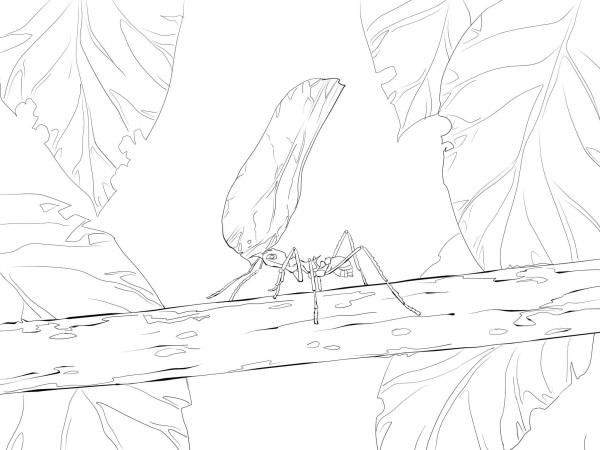 leaf knife ant