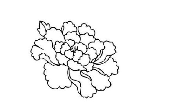 Peony flower simple drawing material Peony flower picture simple stroke drawing