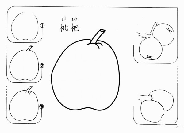 How to draw loquat