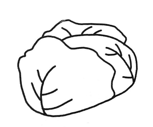 Beautiful simple drawing pictures of cabbage