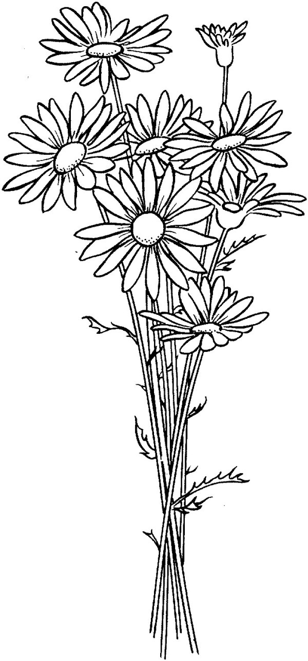 Simple drawing of a bouquet of chrysanthemums