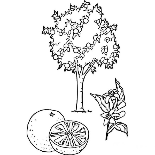 How to draw an orange tree