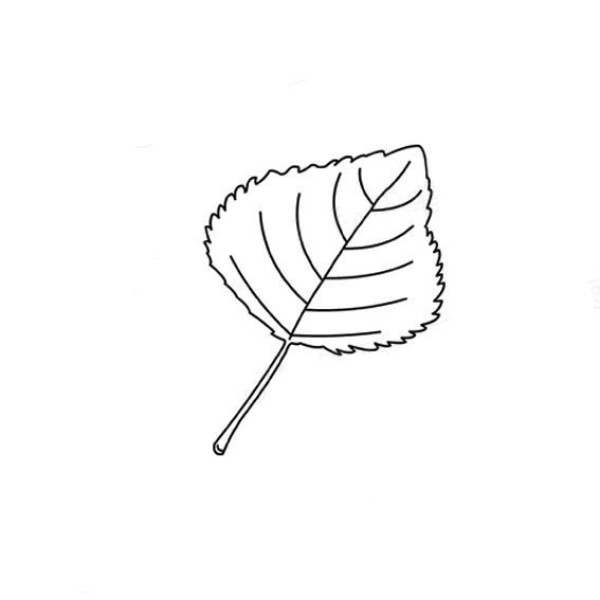 Simple drawing of plants About simple drawing pictures of leaves