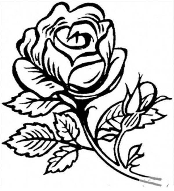 Complete collection of simple flower drawings beautiful big roses