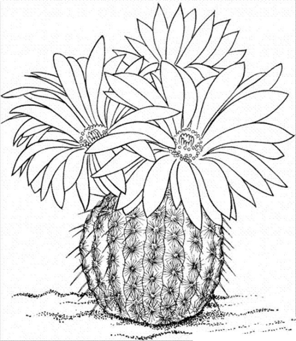 Complete collection of plant simple drawings Beautiful simple drawing pictures of cactus