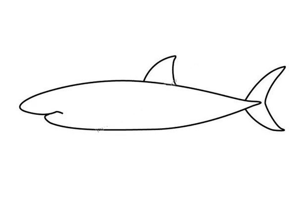 How to draw a shark