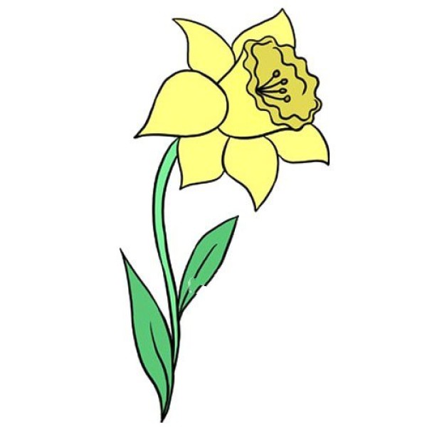 Simple drawing of narcissus that is easy to learn