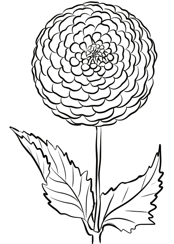 Simple drawing of blooming dahlia