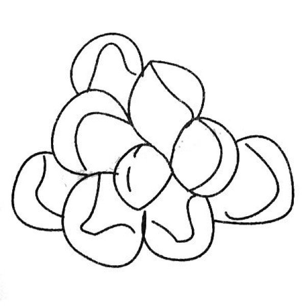 A complete collection of simple drawing pictures of succulent plants