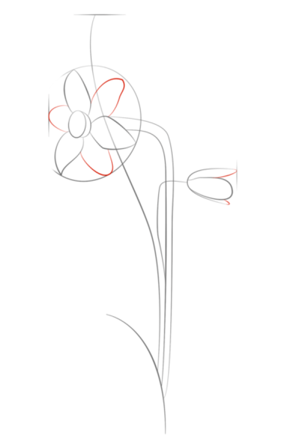 How to Draw Daffodils