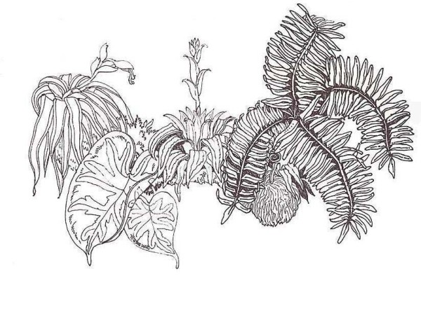 Simple drawing pictures of ferns