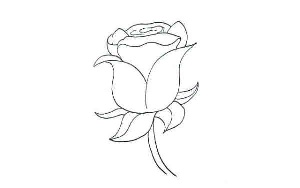 Detailed steps for drawing simple strokes of roses