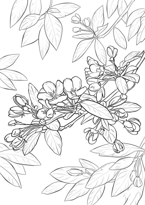 How to draw apple tree flowers