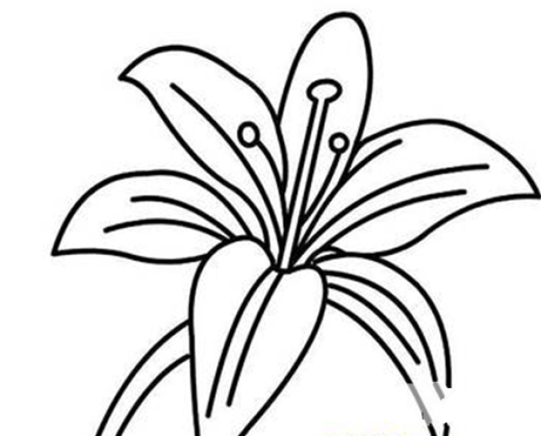 A complete collection of simple drawing pictures of lilies. Beautiful simple drawing pictures of lilies.