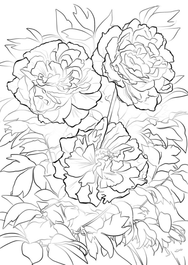 three peonies