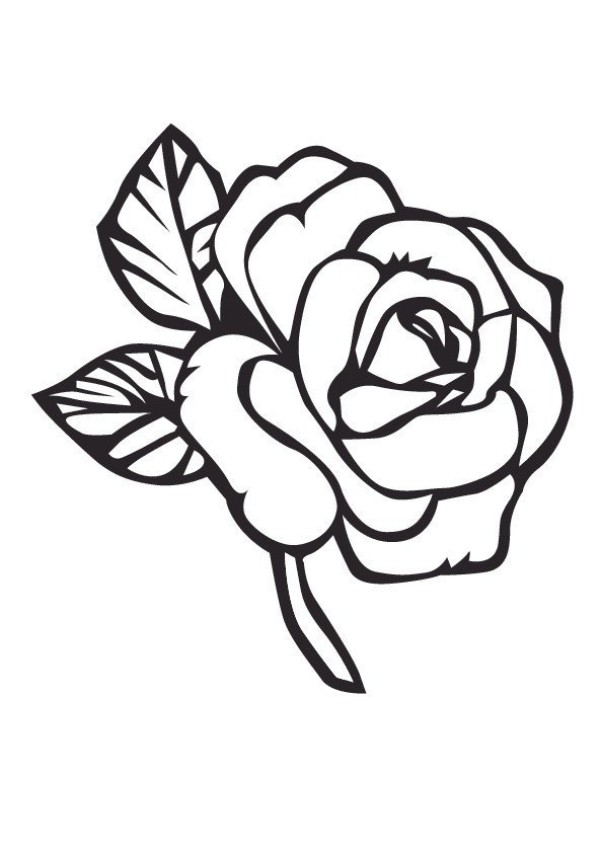 Exquisite simple drawing pictures of roses