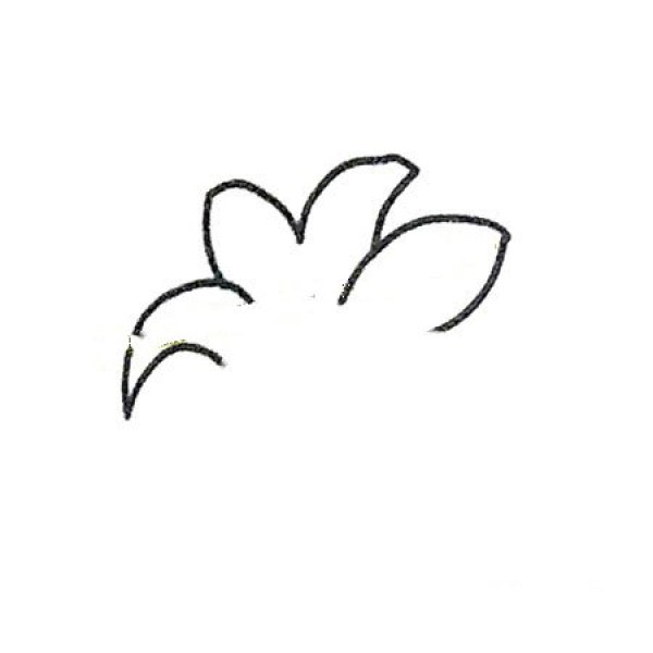 Learn to draw step by step: beautiful lilies