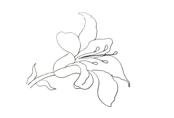 Simple drawing tutorial: Drawing lilies