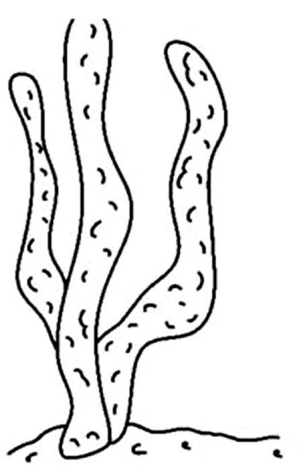 Simple drawing pictures of desert plants: cactus