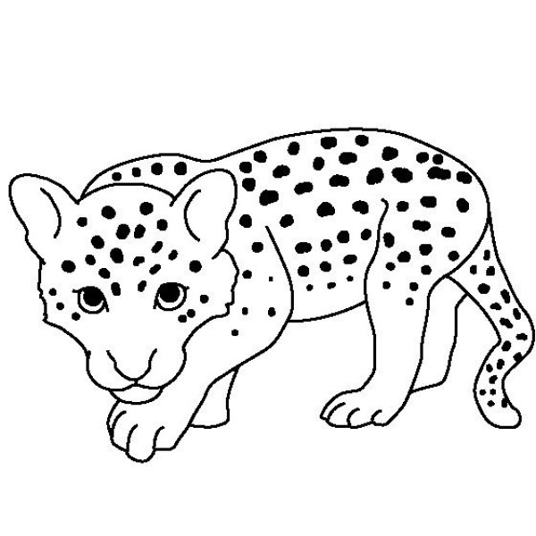 Simple drawings of animals, simple drawing methods of small leopards