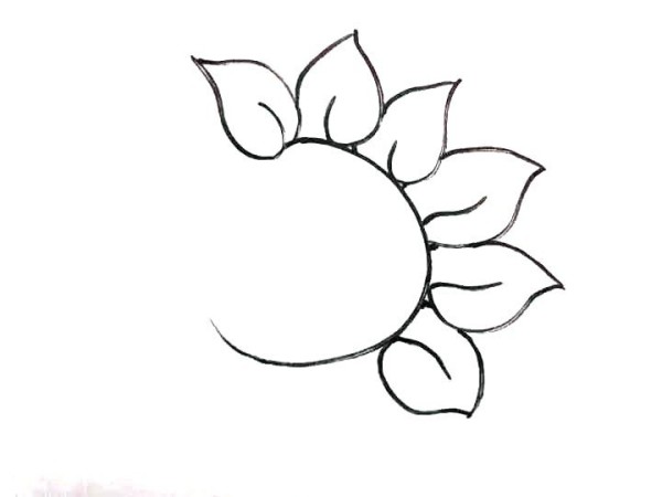 How to draw a sunflower in eight steps