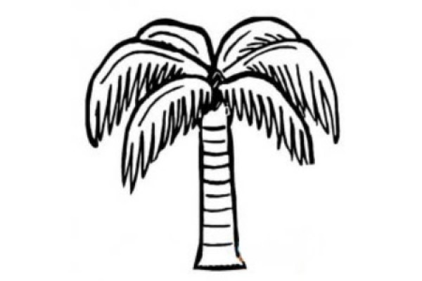 Simple drawing picture of tall and straight coconut tree