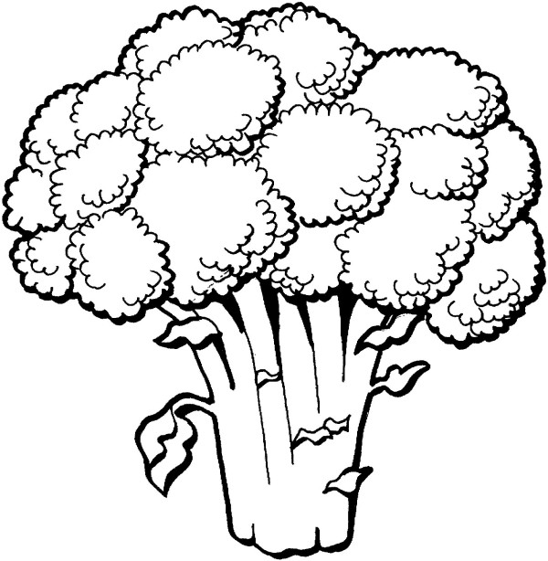 Cauliflower simple drawing pictures