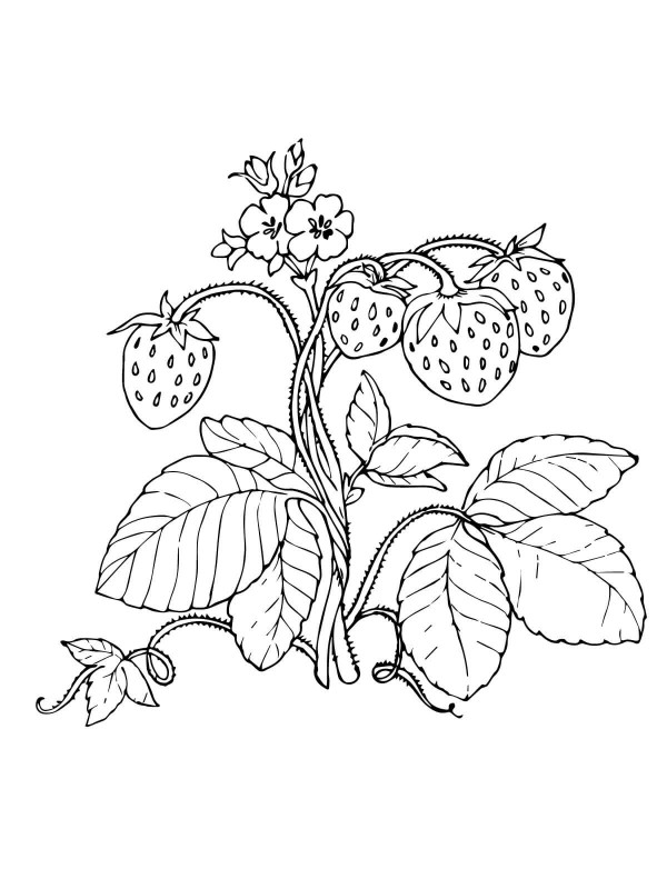 Simple drawing picture of strawberry on the vine