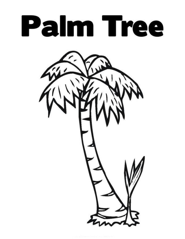 Complete collection of plant simple drawings Coconut tree simple drawings