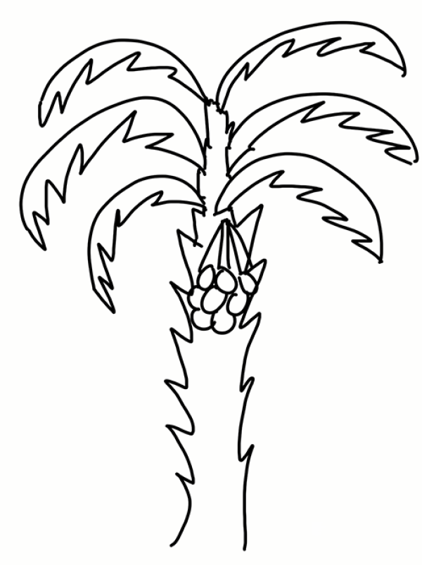 Simple and easy to learn coconut tree drawing