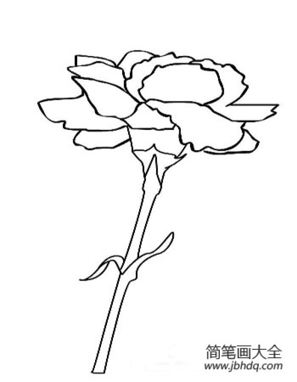 Carnation black and white sketch simple strokes