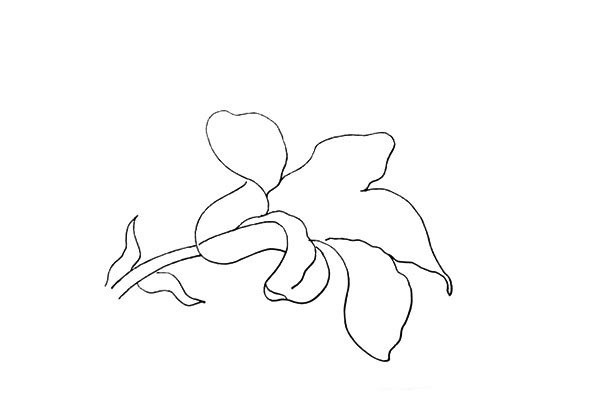 How to draw a lily