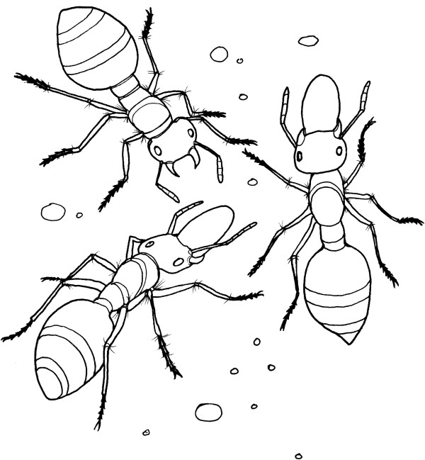 Teach children to draw ants